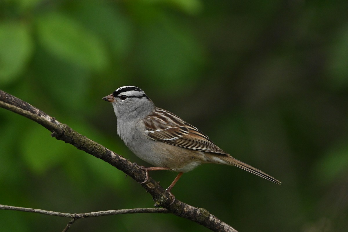 White-crowned Sparrow - ML618758521