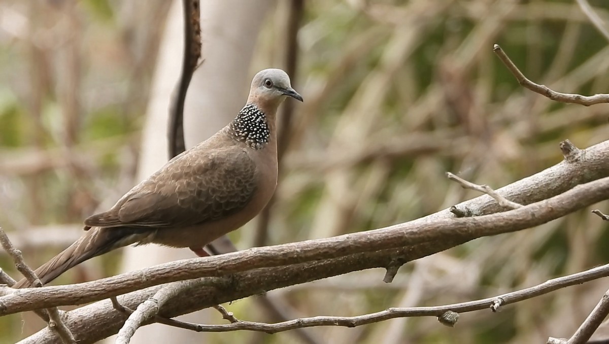 Spotted Dove - ML618758549