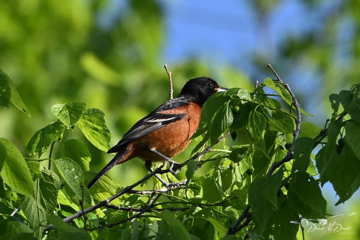 Orchard Oriole - ML618758556