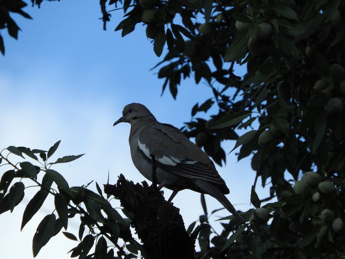 White-winged Dove - ML618758579