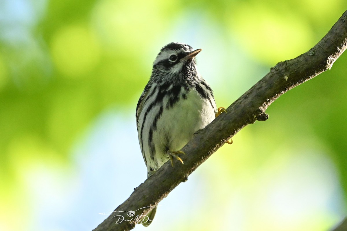 Black-and-white Warbler - ML618758588