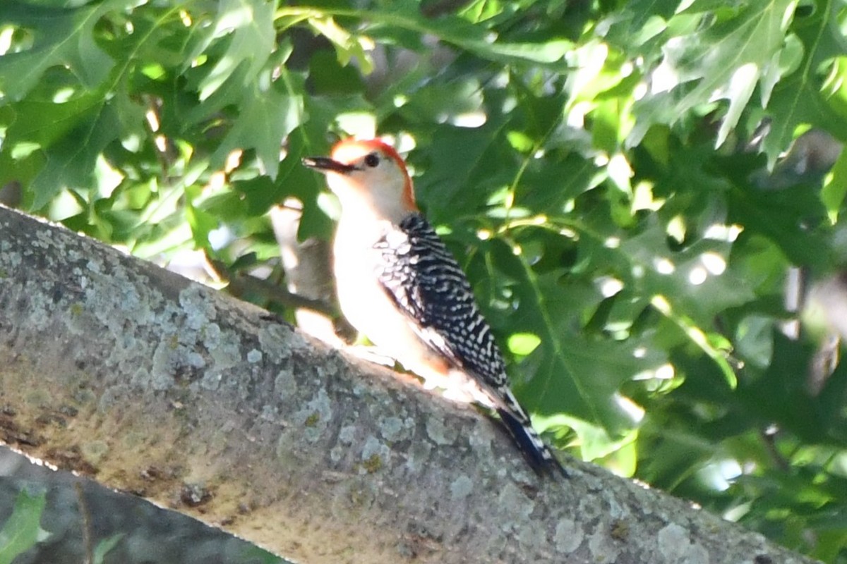 Red-bellied Woodpecker - ML618758595