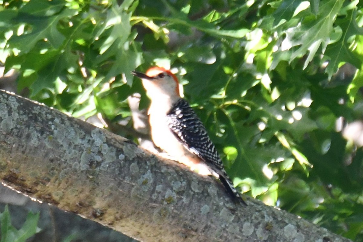 Red-bellied Woodpecker - ML618758596