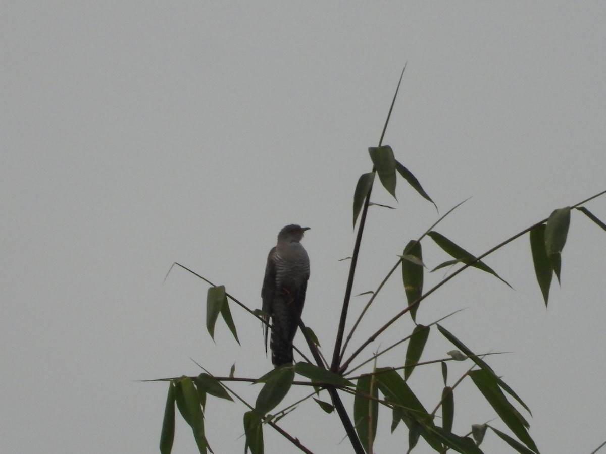 Common Cuckoo - ML618758607