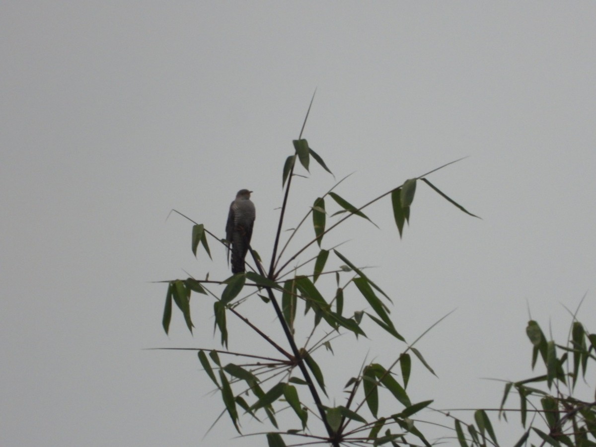 Common Cuckoo - ML618758608