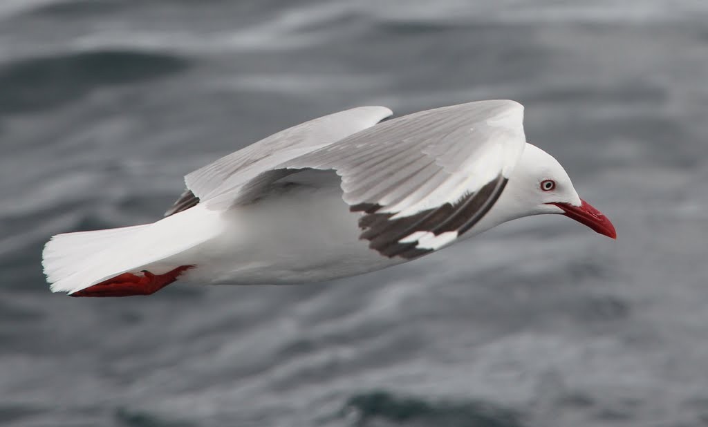 Silver Gull (Red-billed) - Jonathan Boucher