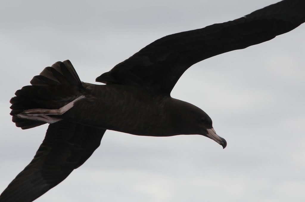 Flesh-footed Shearwater - ML618758656