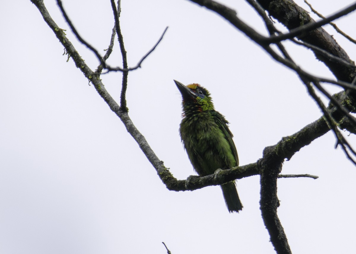 Red-throated Barbet - ML618758672