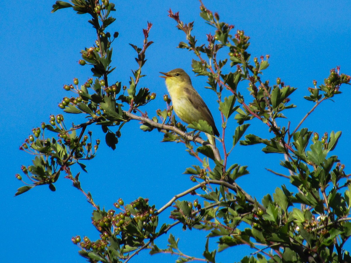 Melodious Warbler - ML618758729