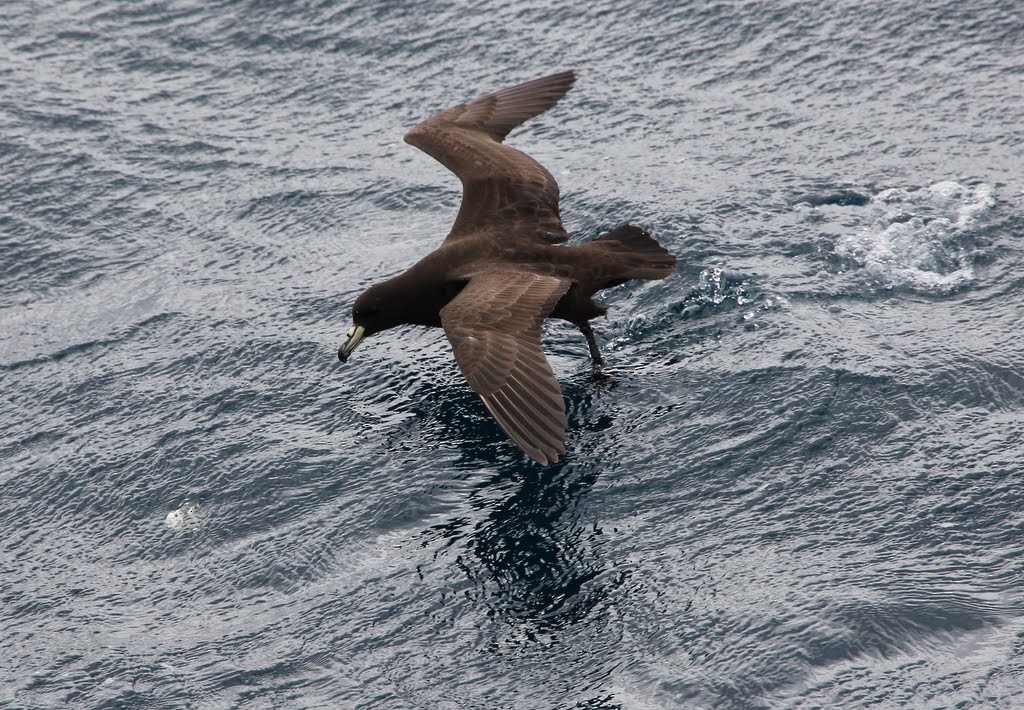 Flesh-footed Shearwater - ML618758732