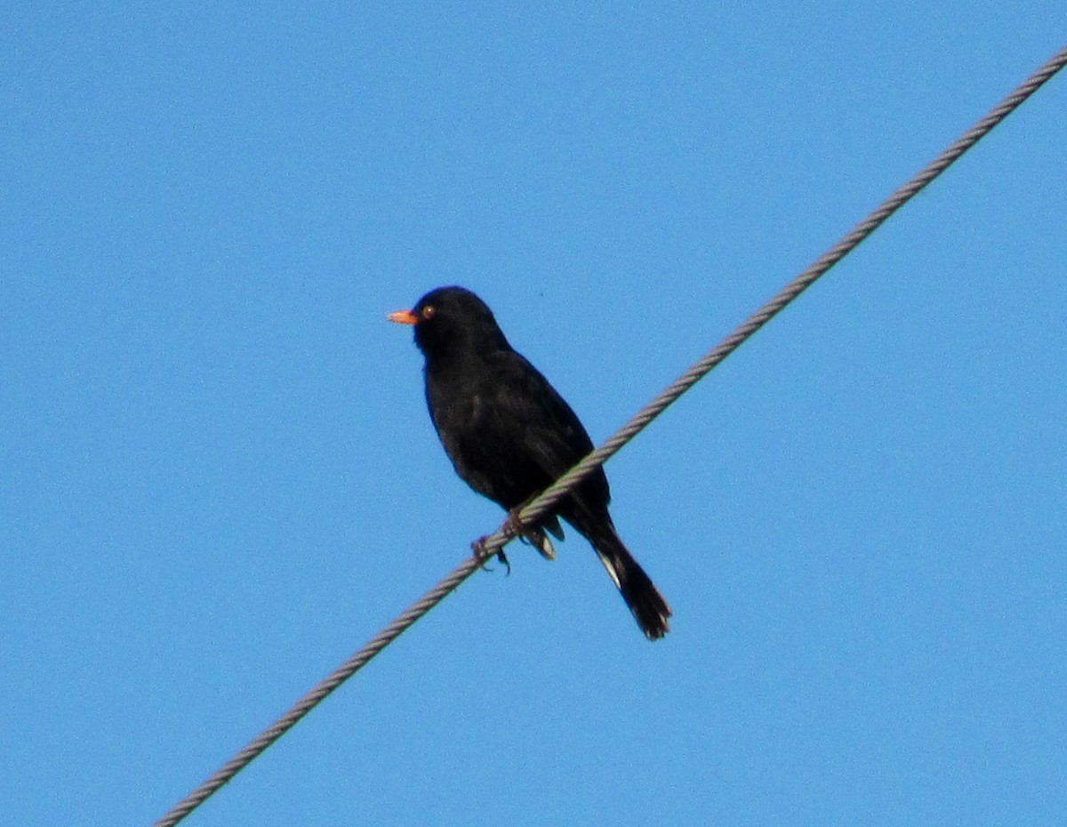 Eurasian Blackbird - ML618758736