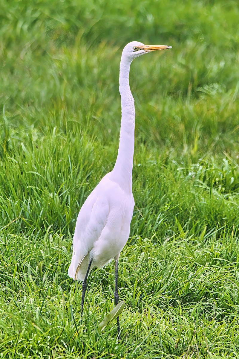 Great Egret (modesta) - ML618758740
