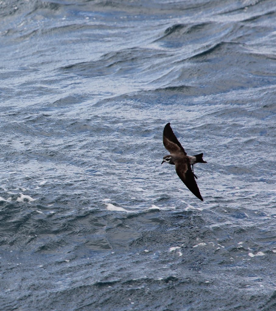 White-faced Storm-Petrel - ML618758744