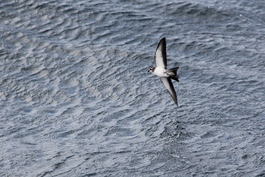 White-faced Storm-Petrel - ML618758749