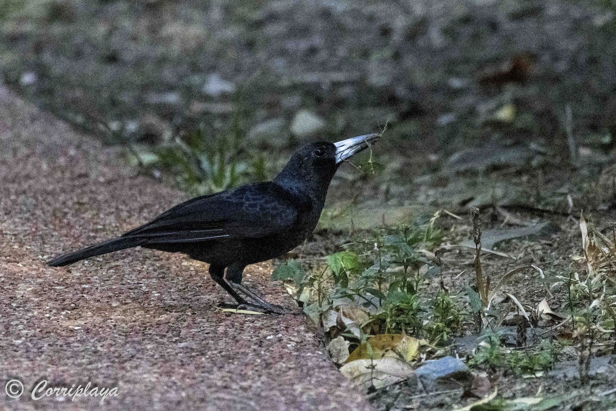 Black Butcherbird - ML618758759