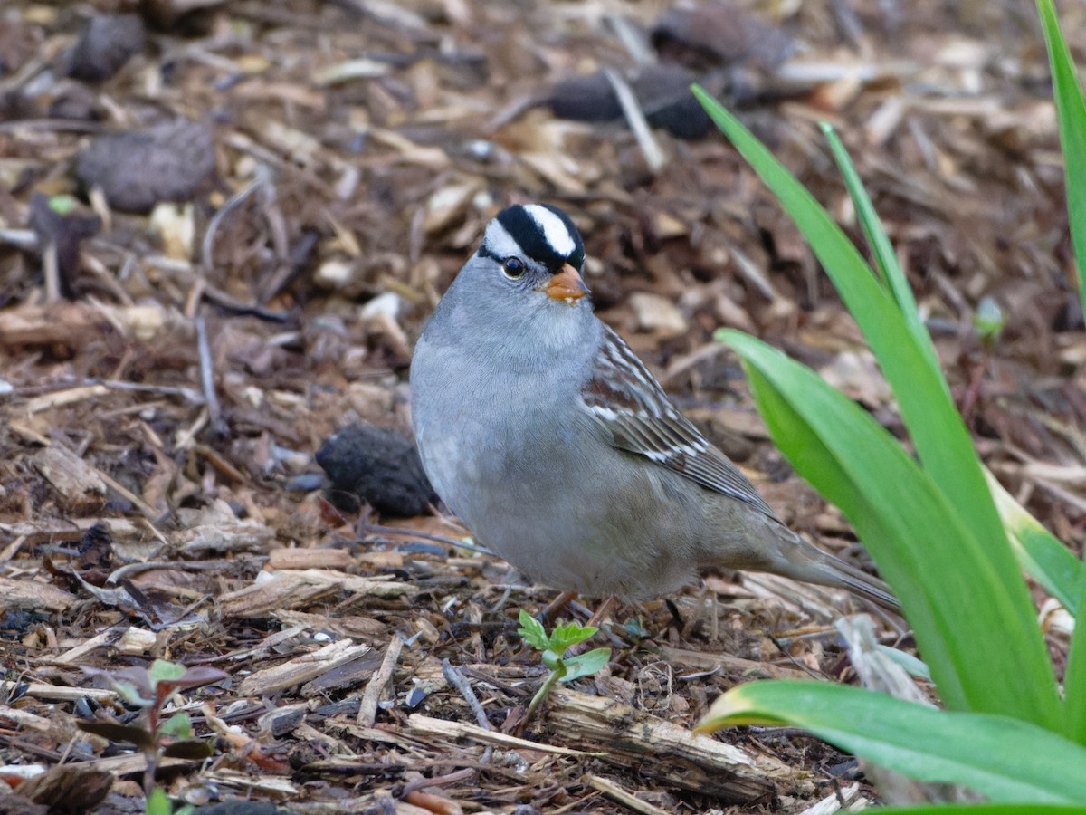 White-crowned Sparrow - ML618758760