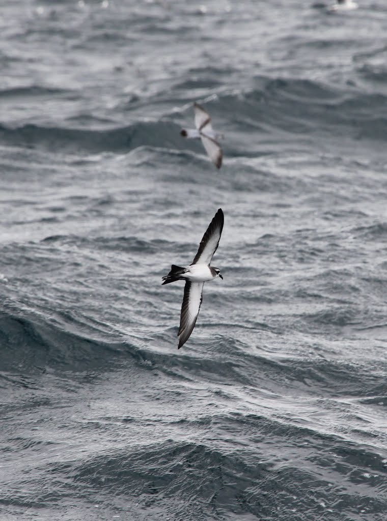 White-faced Storm-Petrel - ML618758769