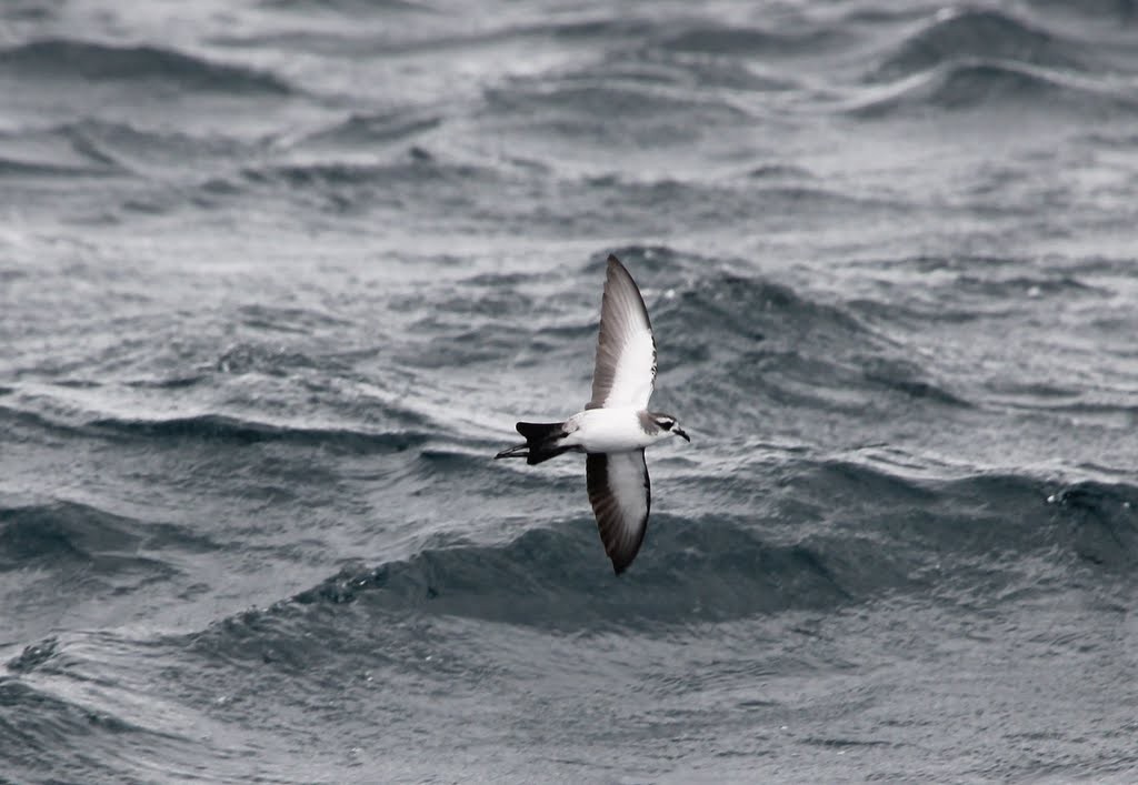 White-faced Storm-Petrel - ML618758772