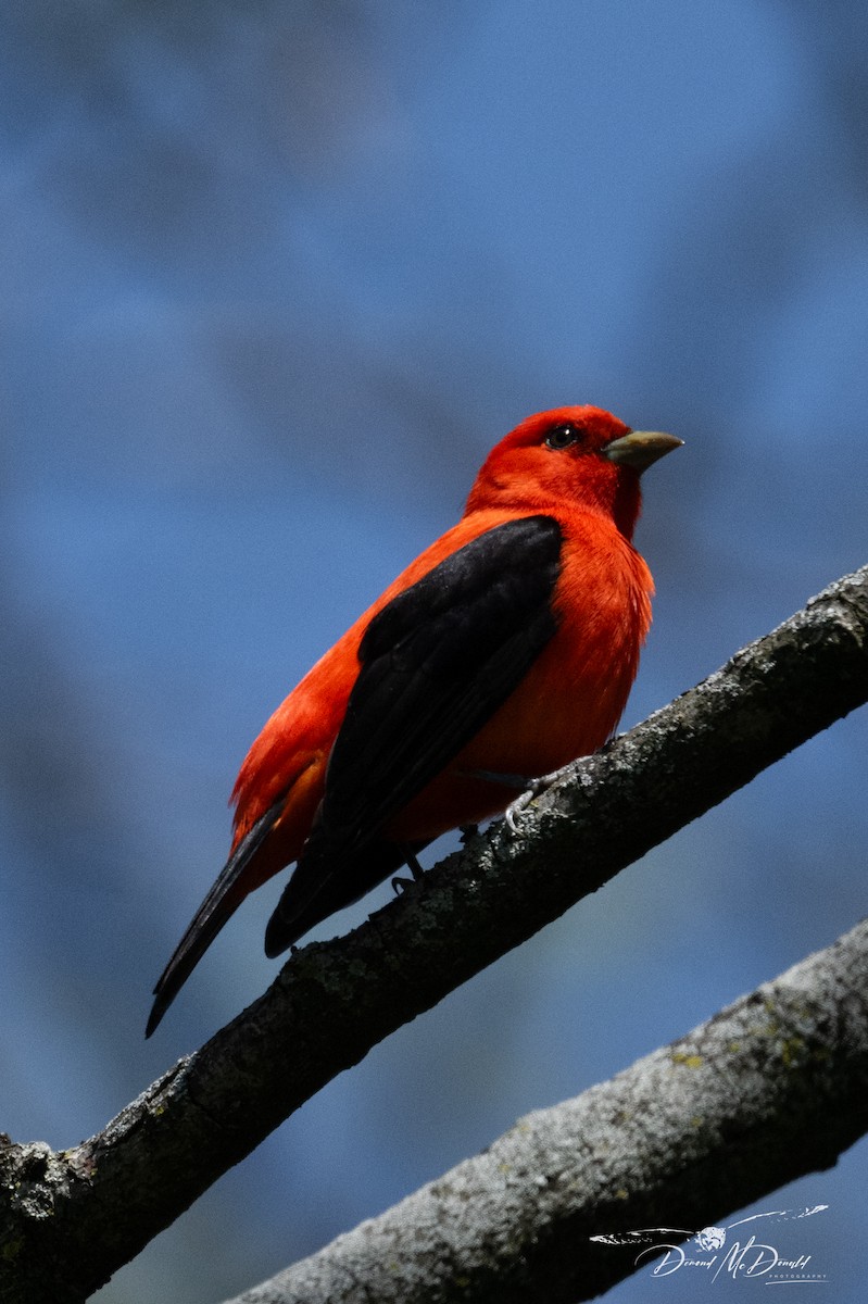 Scarlet Tanager - ML618758774