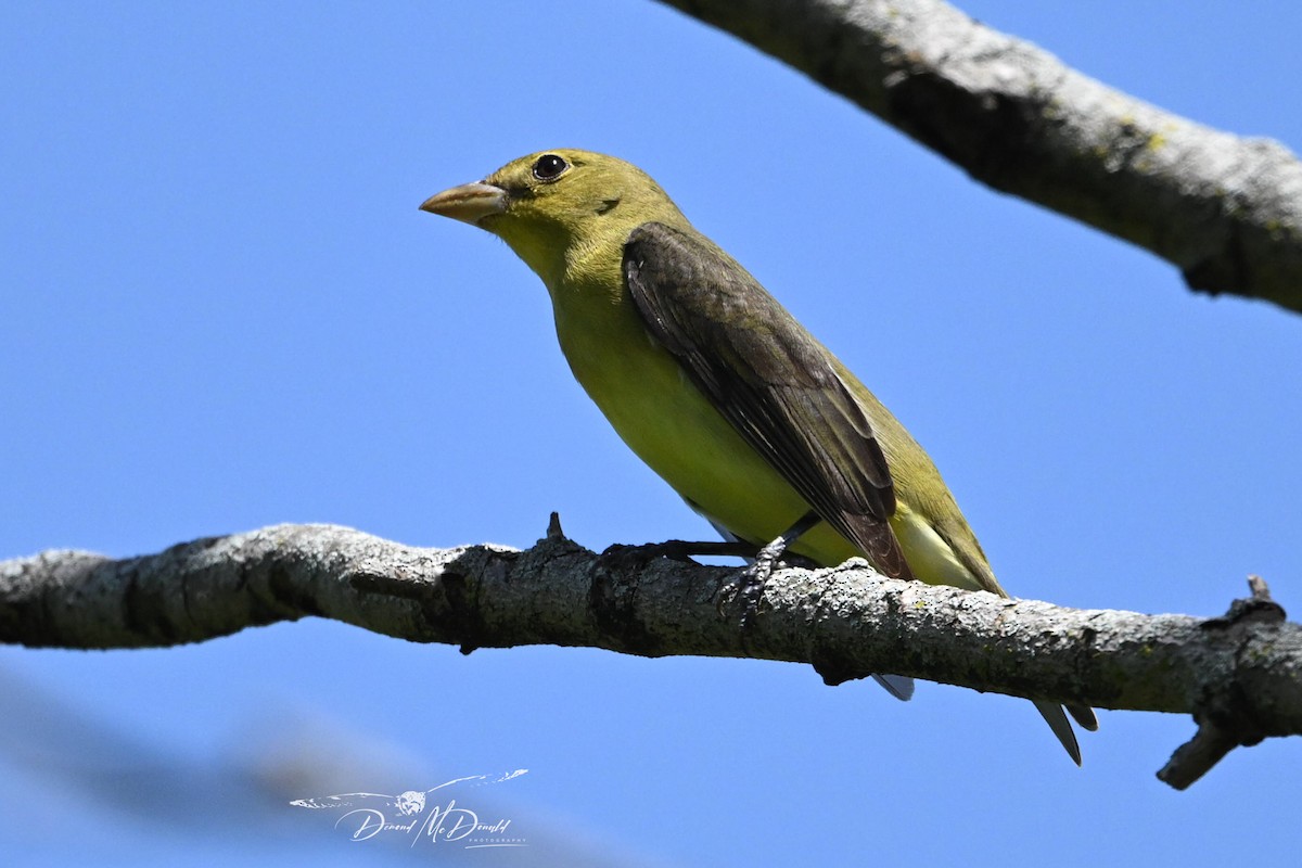 Scarlet Tanager - ML618758775
