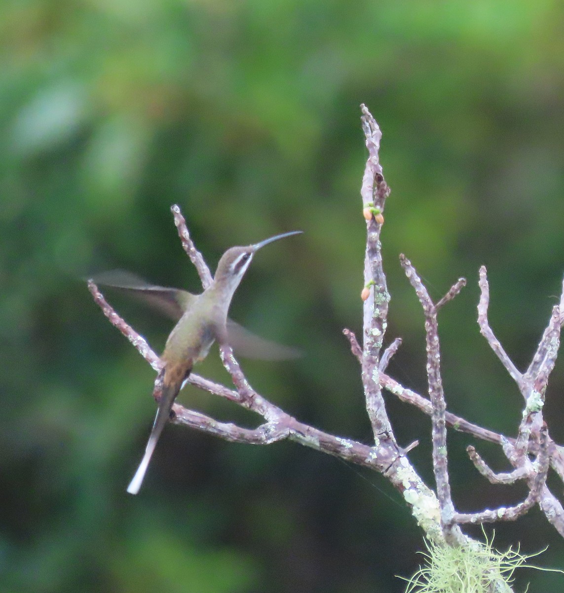 Sooty-capped Hermit - ML618758825