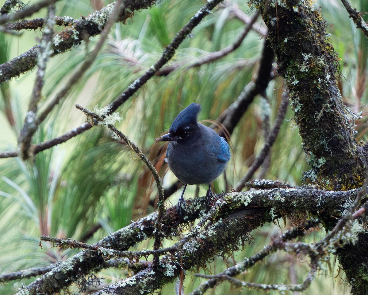 Steller's Jay (Middle American) - ML618758862