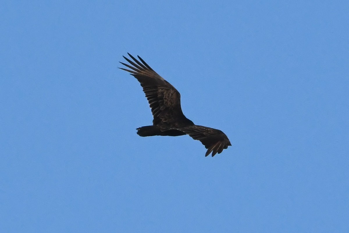 Turkey Vulture - ML618758872