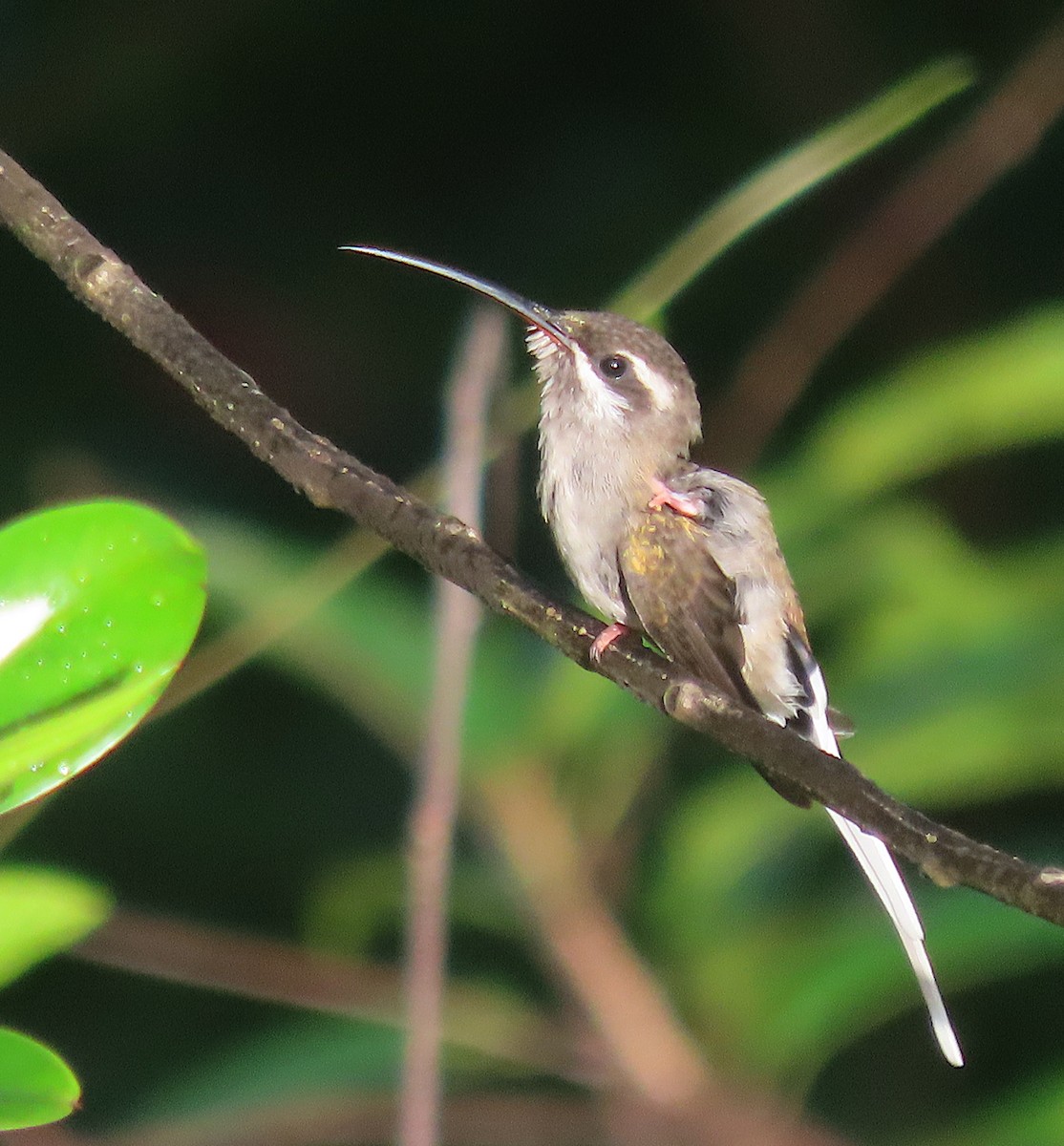 Sooty-capped Hermit - ML618758879