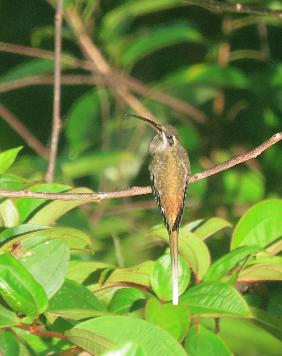 Sooty-capped Hermit - ML618758888