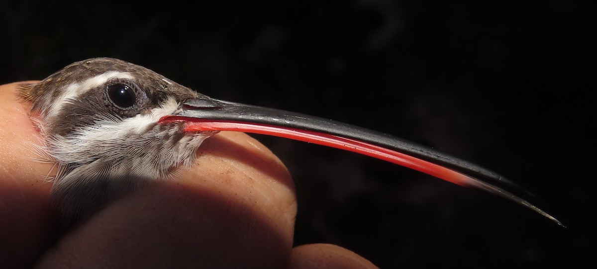 kolibřík tmavotemenný - ML618758936
