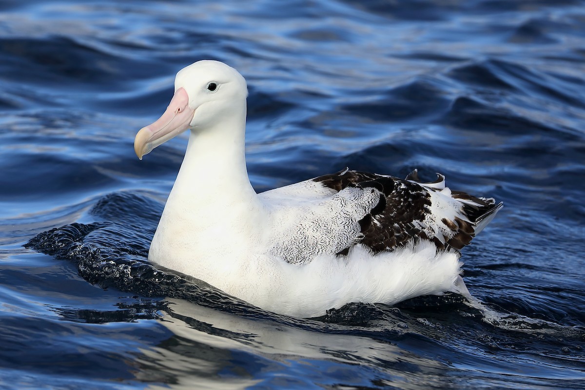 albatros stěhovavý - ML618758937