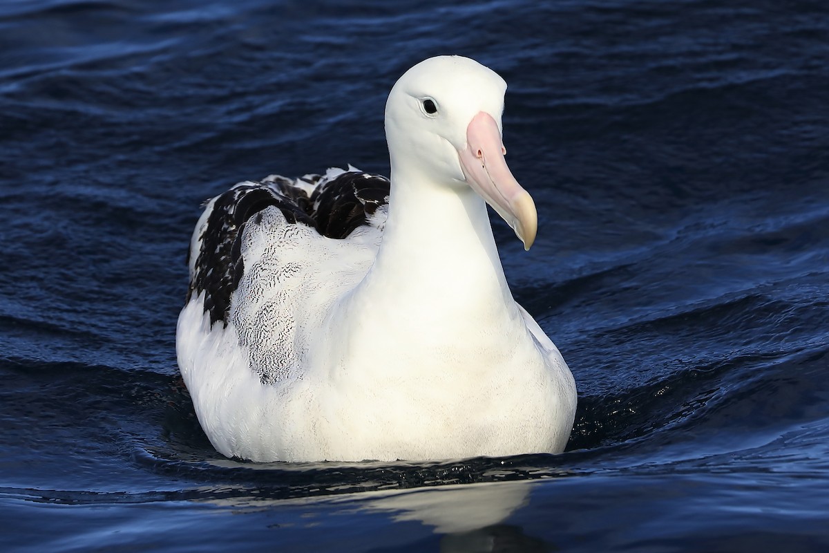 Snowy Albatross - ML618758938