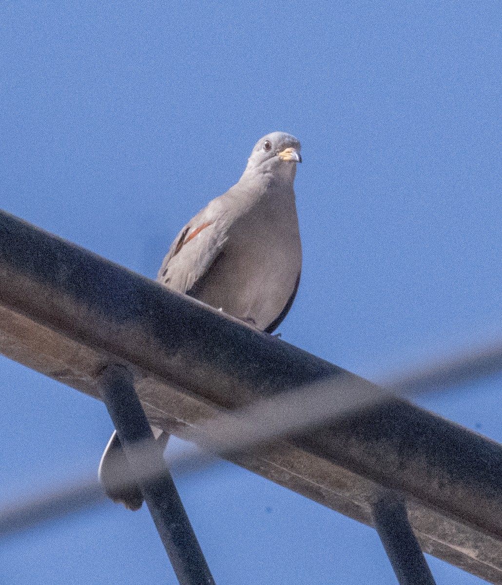 Spot-winged Pigeon - ML618758958