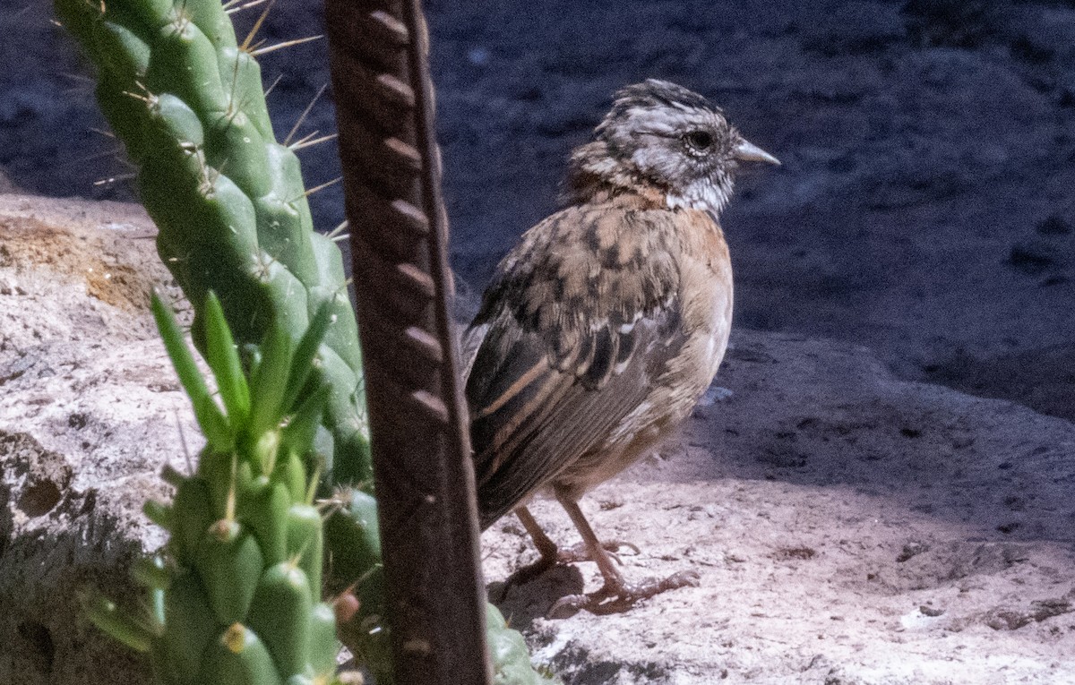 Rufous-collared Sparrow - ML618758983