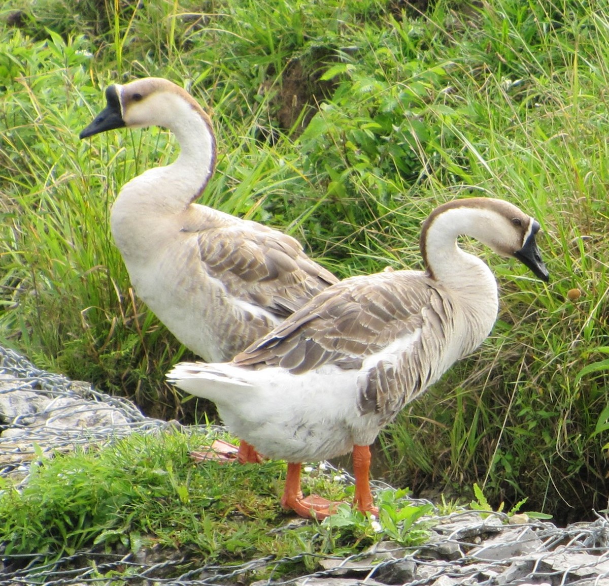 Domestic goose sp. (Domestic type) - ML618758988