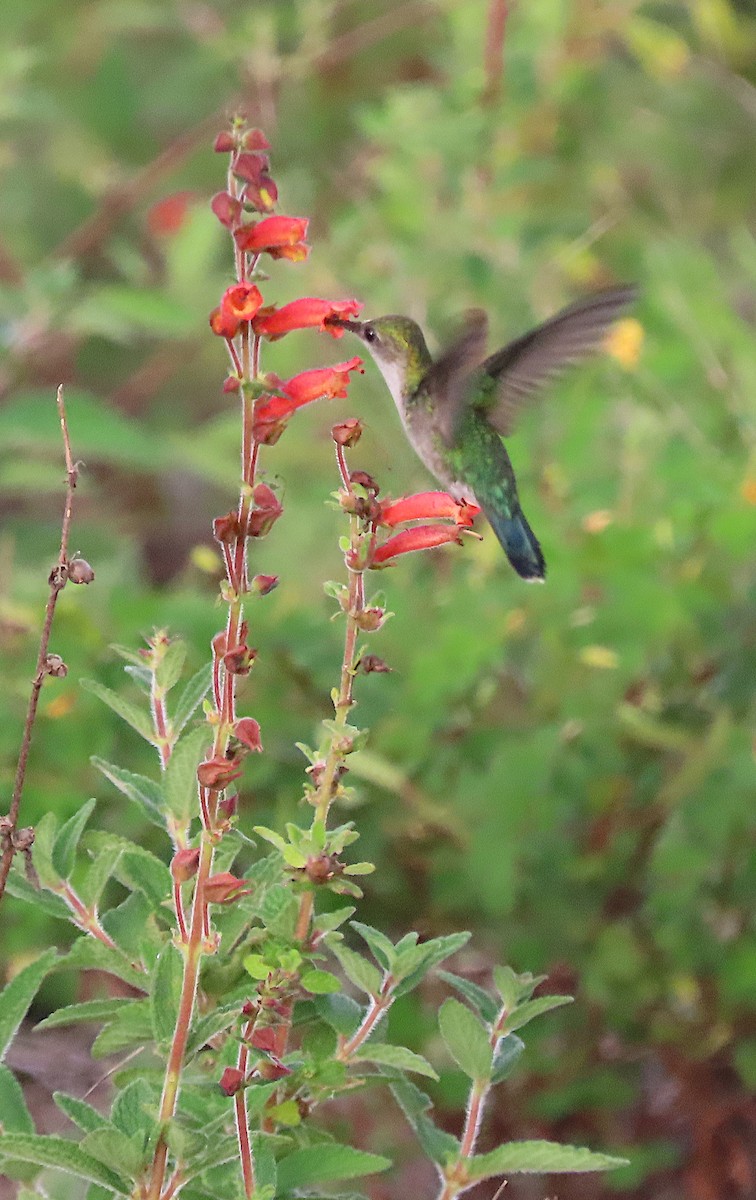 kolibřík nymfový - ML618759008