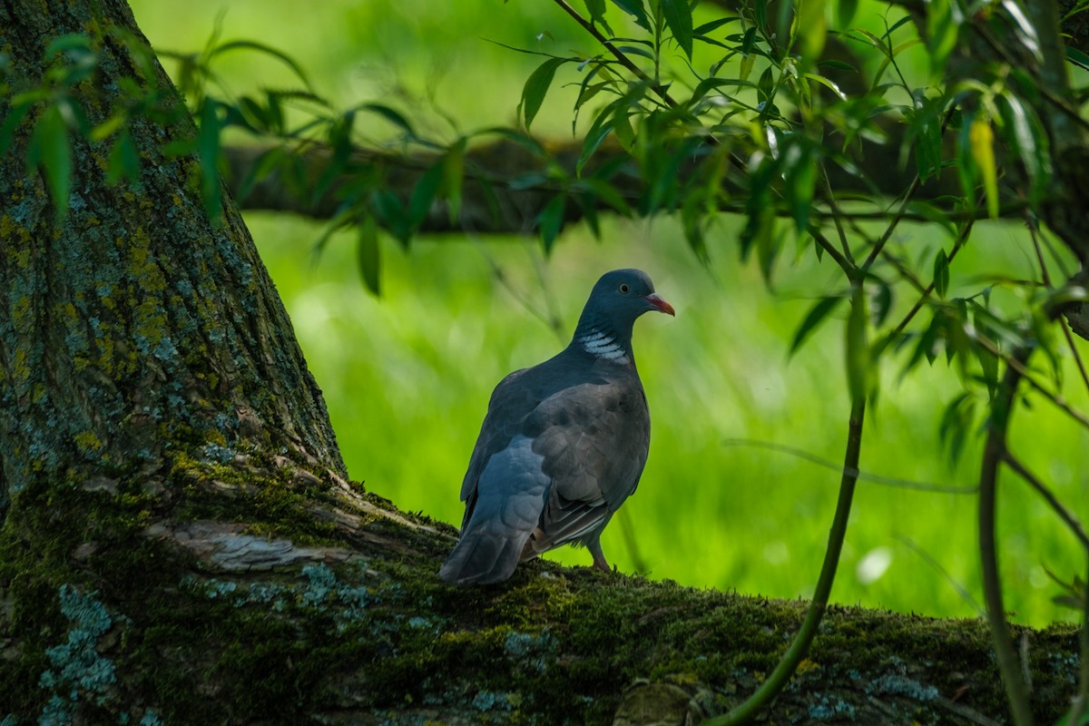 Common Wood-Pigeon - SJ R
