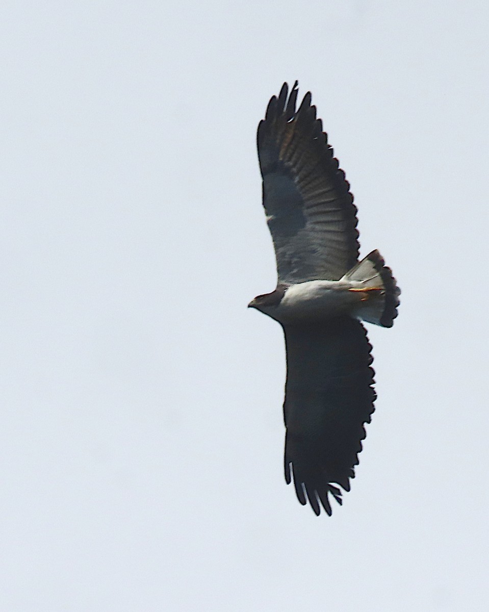 White-tailed Hawk - ML618759047