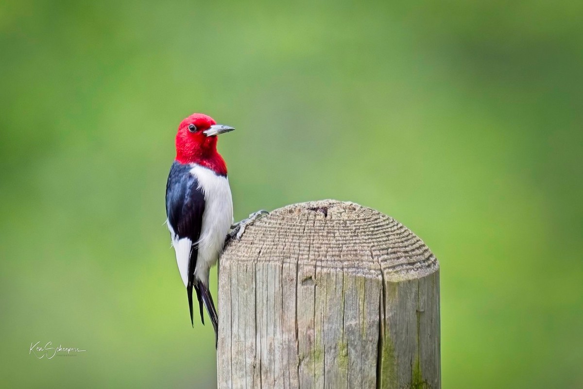 Red-headed Woodpecker - ML618759070