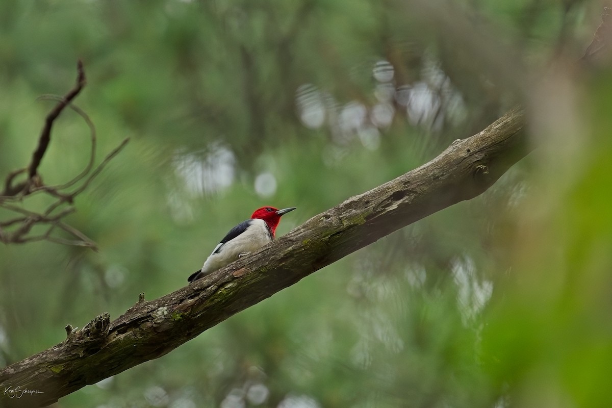 Red-headed Woodpecker - ML618759071