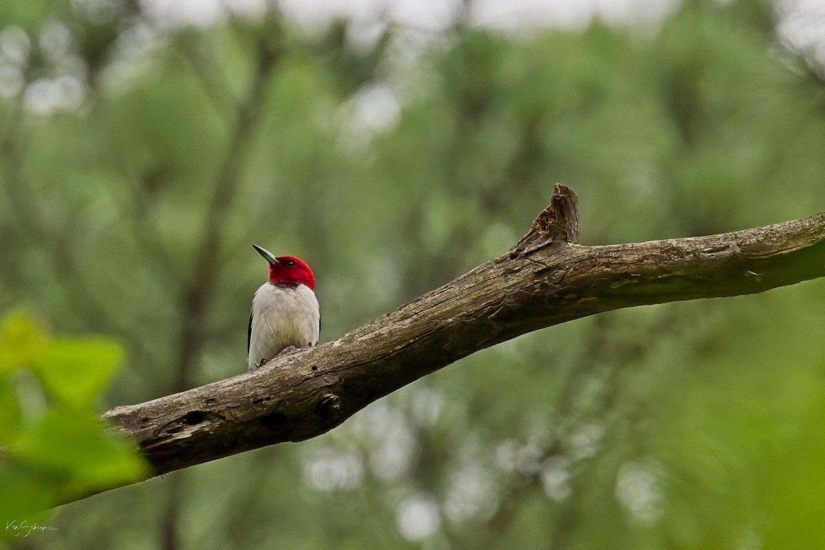 Red-headed Woodpecker - ML618759072