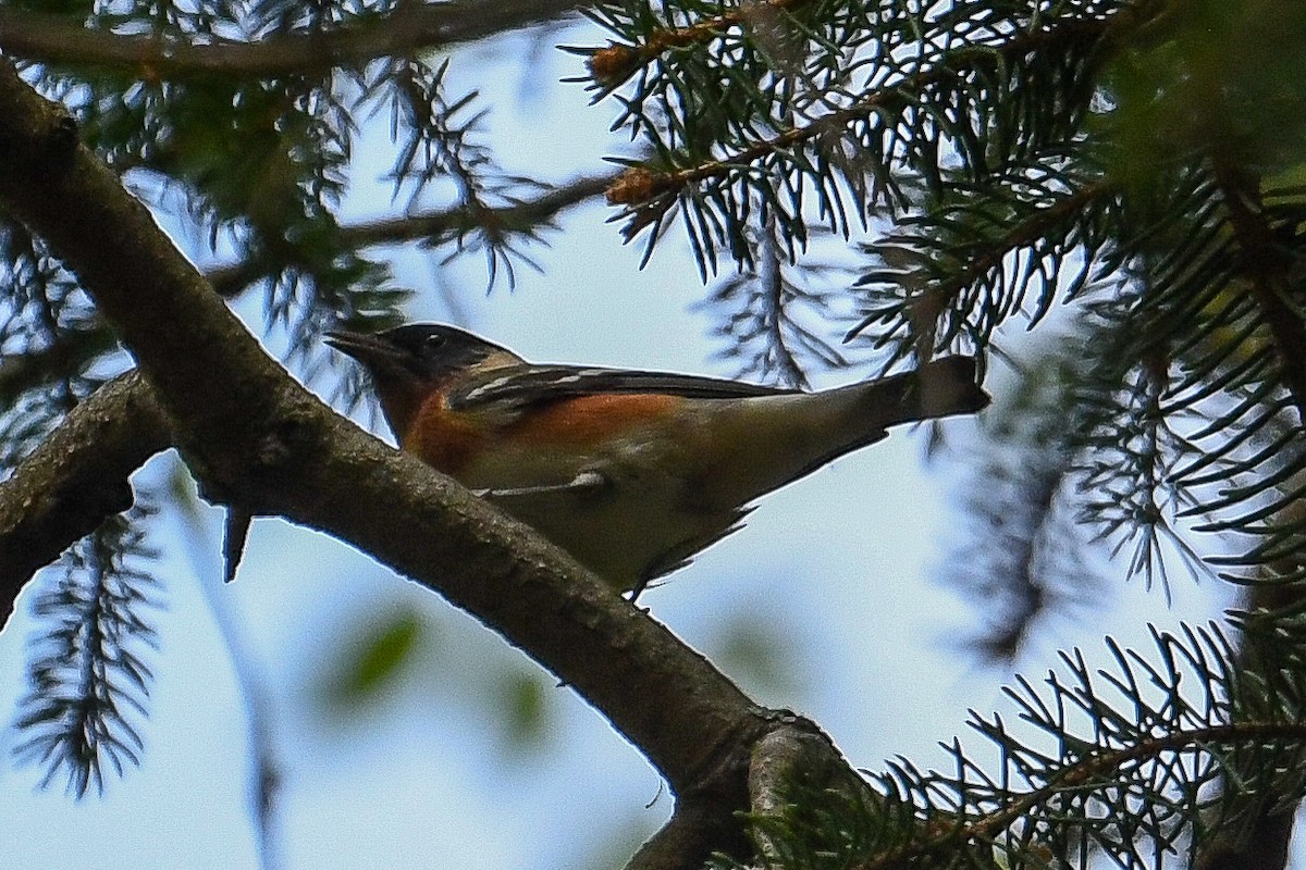 Bay-breasted Warbler - ML618759077