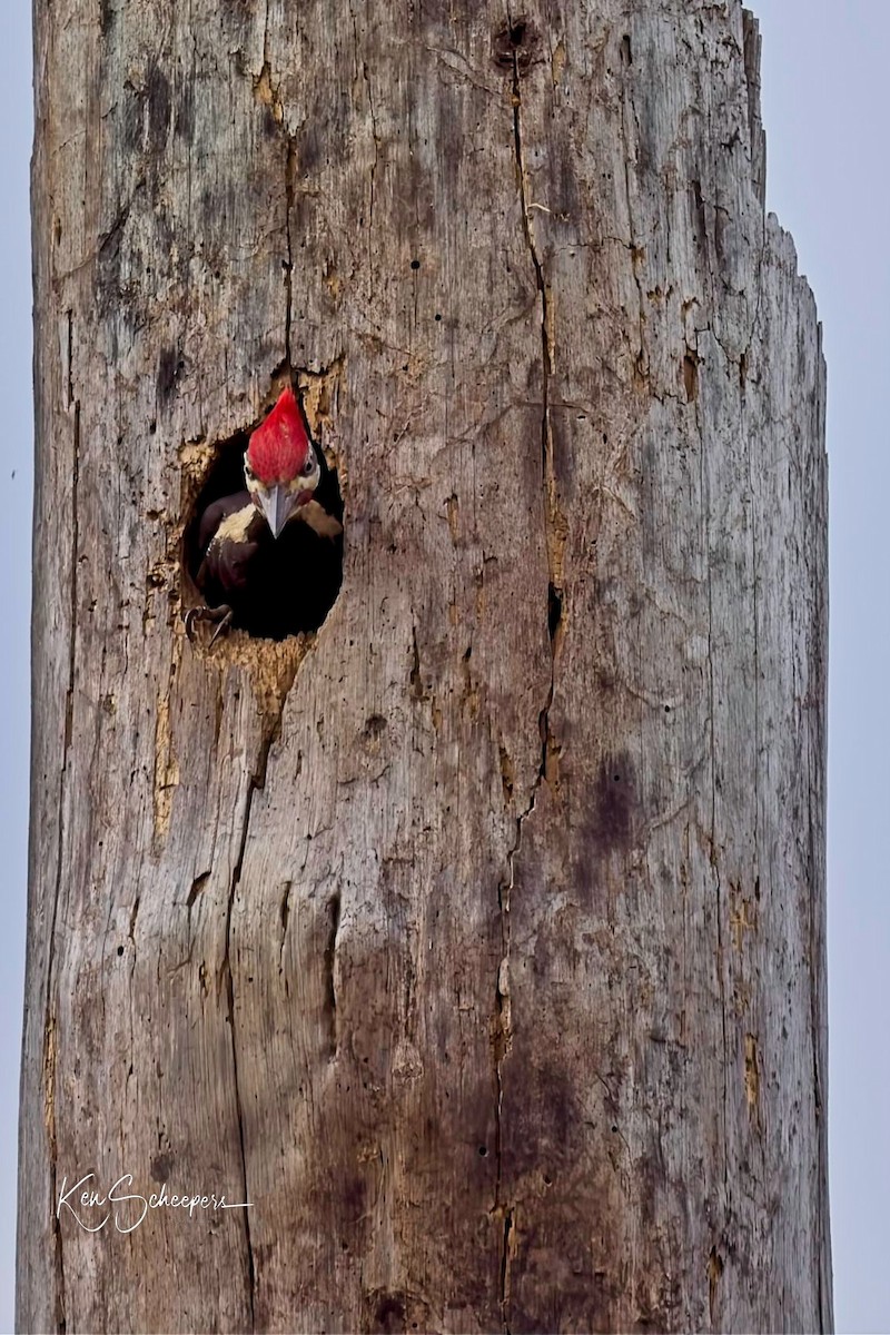 Pileated Woodpecker - ML618759079