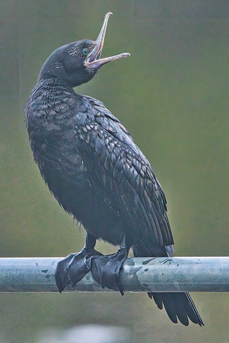 Little Black Cormorant - ML618759097
