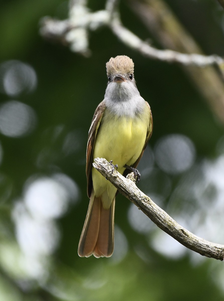 Great Crested Flycatcher - ML618759139