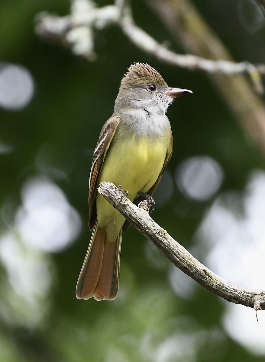 Great Crested Flycatcher - ML618759152