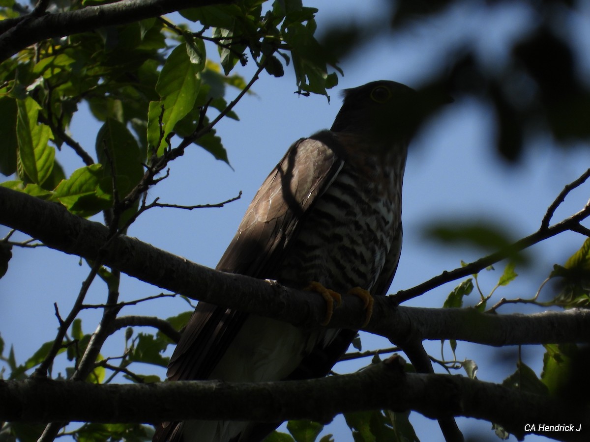 Large Hawk-Cuckoo - ML618759171