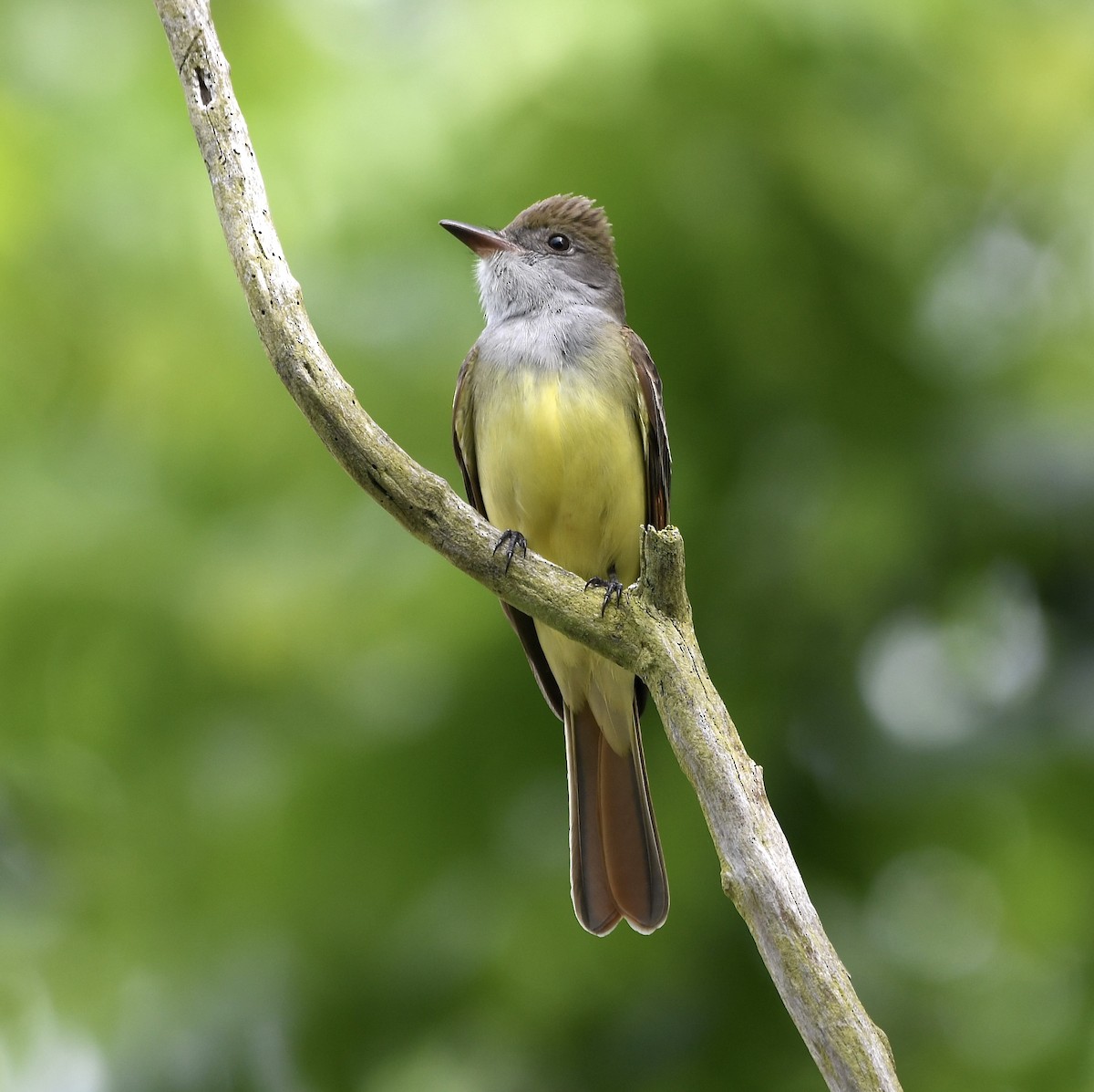 Great Crested Flycatcher - ML618759191