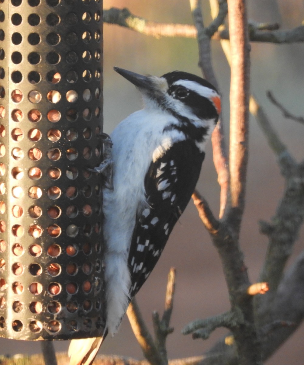 Hairy Woodpecker - ML618759207