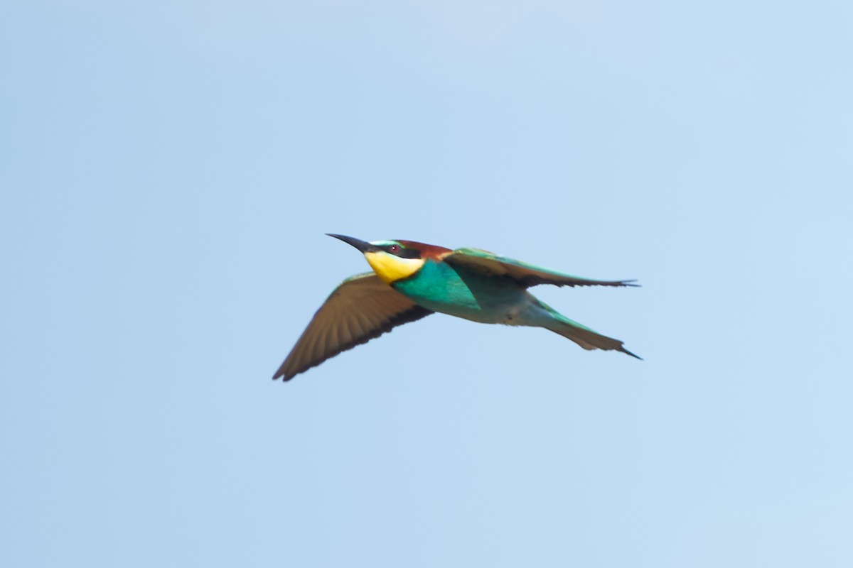 European Bee-eater - ML618759213
